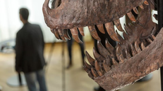 Hóa thạch khủng long T-Rex được bán với giá hơn 6 triệu USD