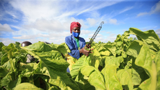 WHO kêu gọi ngừng trồng cây thuốc lá tại khu vực Tây Thái Bình Dương