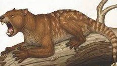 Australia ra mắt bảo tàng 'ảo' về các hóa thạch cổ đại