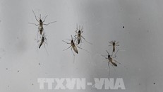 Mỹ phát hiện các ca sốt rét đầu tiên sau nhiều thập kỷ