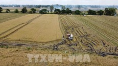 Giá gạo xuất khẩu ở mức đỉnh của 15 năm