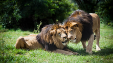 Những bầy sư tử hoang dã cuối cùng của Ethiopia