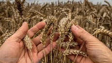 Châu Âu được mùa lúa nhưng giá gạo vẫn cao