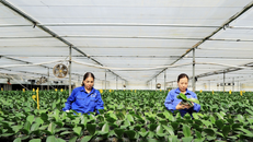 Mộc Châu phát triển nông nghiệp ứng dụng công nghệ cao