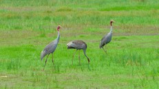 Bảo tồn loài sếu đầu đỏ tại Vườn Quốc gia Tràm Chim