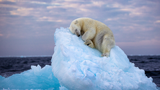 Bắc Cực trải qua mùa hè ấm nhất trong lịch sử