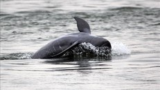 Myanmar phát hiện 3 cá heo con thuộc loài động vật cực kỳ nguy cấp