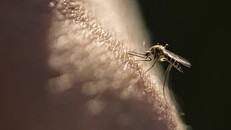 Thử nghiệm lâm sàng vaccine thứ 2 ngừa sốt rét cho kết quả khả quan