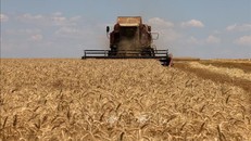 Chỉ số giá lương thực thế giới thấp nhất trong gần 3 năm