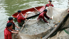 Lễ rước nước, tế cá tại Đền Trần