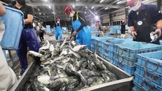 Nhật Bản tìm cách mở rộng mạng lưới xuất khẩu thủy sản