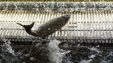 Mỹ: Bang California tiếp tục áp đặt lệnh cấm đánh bắt cá hồi