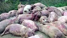 Dịch tả nguy hiểm nhất trong hơn 10 năm qua hoành hành miền Nam châu Phi