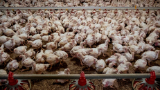 WHO kêu gọi thành lập mạng lưới toàn cầu phát hiện virus cúm gia cầm