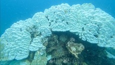 Tái diễn hiện tượng san hô chết, bị tẩy trắng tại Côn Đảo