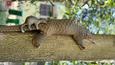 Mẹ con tê tê Java đang cực “hot” tại Vinpearl River Nam Hội An