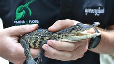 Phát hiện thêm ổ cá sấu quý hiếm gần tuyệt chủng ở Campuchia