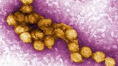 Romania ghi nhận trường hợp mới nhiễm virus Tây sông Nile