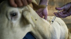 Bùng phát dịch bệnh lưỡi xanh ở Na Uy