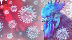 Mỹ chi thêm hơn 120 triệu USD mua vaccine ngừa dịch cúm gia cầm