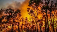 Australia đối mặt với nguy cơ gia tăng nắng nóng và số vụ cháy rừng