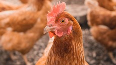 Canada phát hiện ca nhiễm virus cúm gia cầm đầu tiên ở người