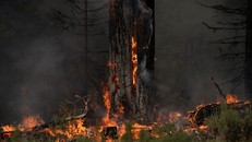 Cháy rừng ảnh hưởng chất lượng không khí ở New York