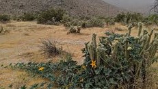 Nam Phi nỗ lực bảo tồn những loài thực vật sa mạc bị đe dọa