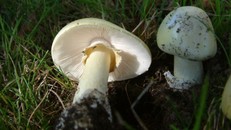 Cảnh báo nguy cơ ngộ độc từ nấm độc, cá nóc, so biển, cây, củ quả rừng tự nhiên