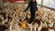 Thủ tướng chỉ đạo triển khai đồng bộ các giải pháp phòng, chống dịch bệnh gia súc, gia cầm