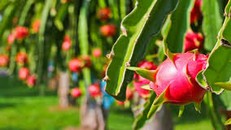 Xây dựng thương hiệu “Thanh long Sơn La”