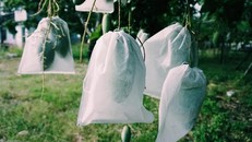 Bao quả - tăng giá trị kinh tế