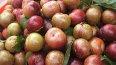 Mường La đưa cây ăn quả lên vùng đất dốc