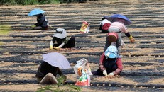 Hàn Quốc ban bố tình trạng thảm họa quốc gia do hạn hán