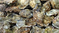 Nuôi hàu giúp giảm CO2, cung cấp nguồn thực phẩm bền vững