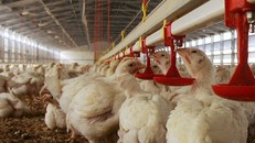 Pháp nâng cảnh báo cúm gia cầm lên mức cao trên toàn quốc