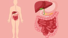 Nghiên cứu hé lộ vai trò quan trọng của hydro trong hệ tiêu hóa