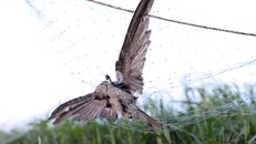 Vẫn còn hàng trăm nghìn cá thể chim bị săn bắt, rao bán mỗi năm