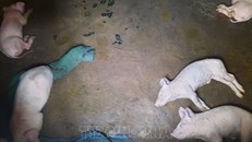 Tây Ban Nha ứng phó ổ dịch tả lợn châu Phi đầu tiên sau 30 năm