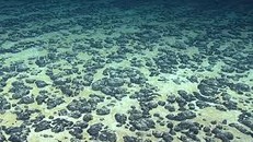 Phát hiện hàng trăm loài mới trong thử nghiệm khai thác khoáng sản đáy biển