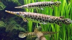 Có thể mất mạng nếu ăn gan, trứng cá sấu hỏa tiễn