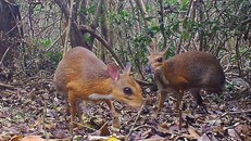 Cứu hộ 13 cá thể cheo cheo trước khi thả về rừng