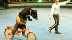 Những cá thể gấu nuôi nhốt để mua vui trong Rạp xiếc T.Ư sẽ được giải thoát