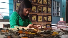 Video: Người phụ nữ nuôi bướm để vẽ tranh ở Lâm Đồng