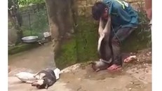Trộm chó, nam thanh niên bị người dân treo chó lên cổ