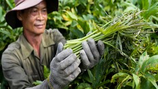 Trồng rau móp thu 20 triệu đồng mỗi tháng ở Sài Gòn