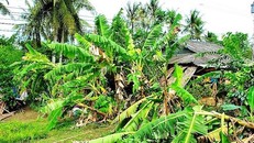 Lốc xoáy ở Cà Mau khiến 2 người chết, gần 100 căn nhà hư hỏng