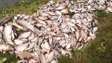 Xác cá chất đống trên bờ. (Ảnh: Nguyễn Vỹ)