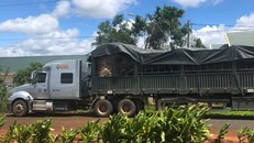 Tạm giữ cây đa ‘khủng’ trên đường ra Hà Nội