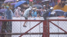 Khán giả đội mưa, trèo rào xem chọi trâu ở Đồ Sơn